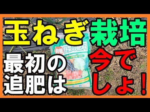 ジャガイモタマネギ、Allium cepa var.集合体