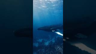 কিভাবে বিশ্বের সবথেকে বড় প্রাণীর জীবন শেষ হয় 🥲 ( How Blue whale dies ) #shorts #story