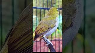 Download lagu pleci betina memanggil jantan #plecigacor #kicaumania #burung mp3 Download lagu pleci betina memanggil jantan #plecigacor #kicaumania #burung mp3