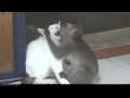 Обезьяна+Кошка=!!! Гламур мур мур 