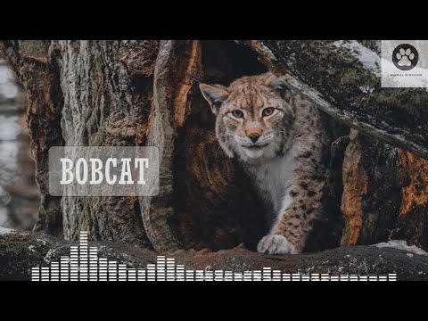 Bobcat scream sound / Sound of a bobcat / Bobcat sounds at night /Wild bobcat voice