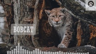 Bobcat scream sound / Sound of a bobcat / Bobcat sounds at night /Wild bobcat voice