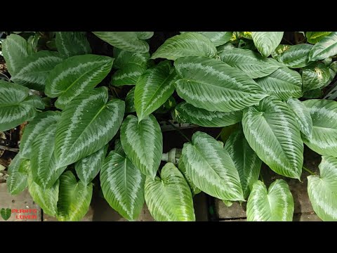Homalomena Schismatoglottis Wallichii - Ornamental Plants Low Price
