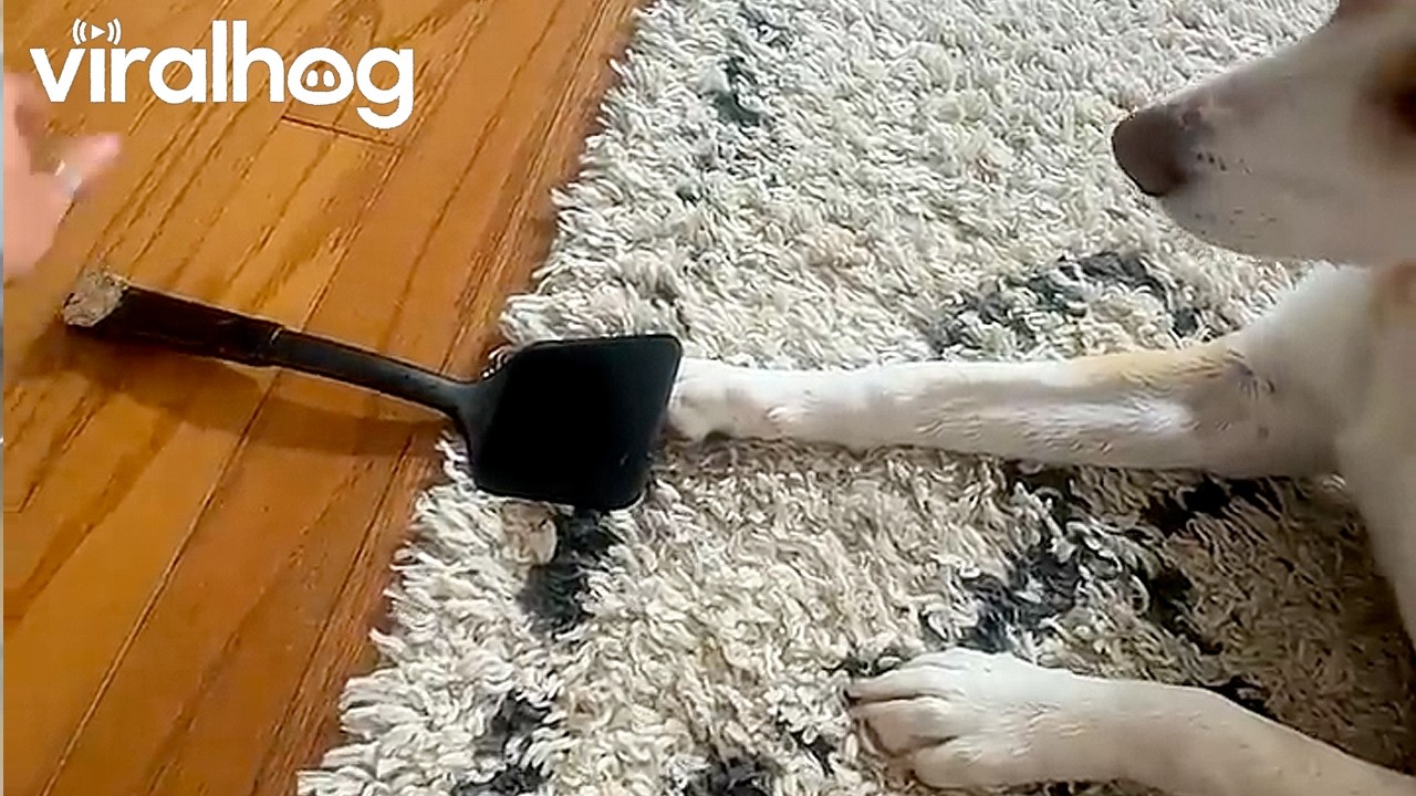 Nothing Excites Him Like the "Treat Spatula" || ViralHog