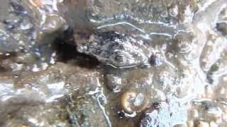 preview picture of video 'Crab Burying Itself in the Mud'
