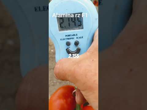 Alamina rz F1  te fermeri agustin malka