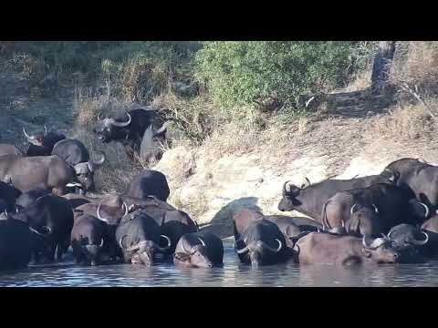 Djuma: Large Buffalo herd comes to the dam - 17:50 - 06/25/2023