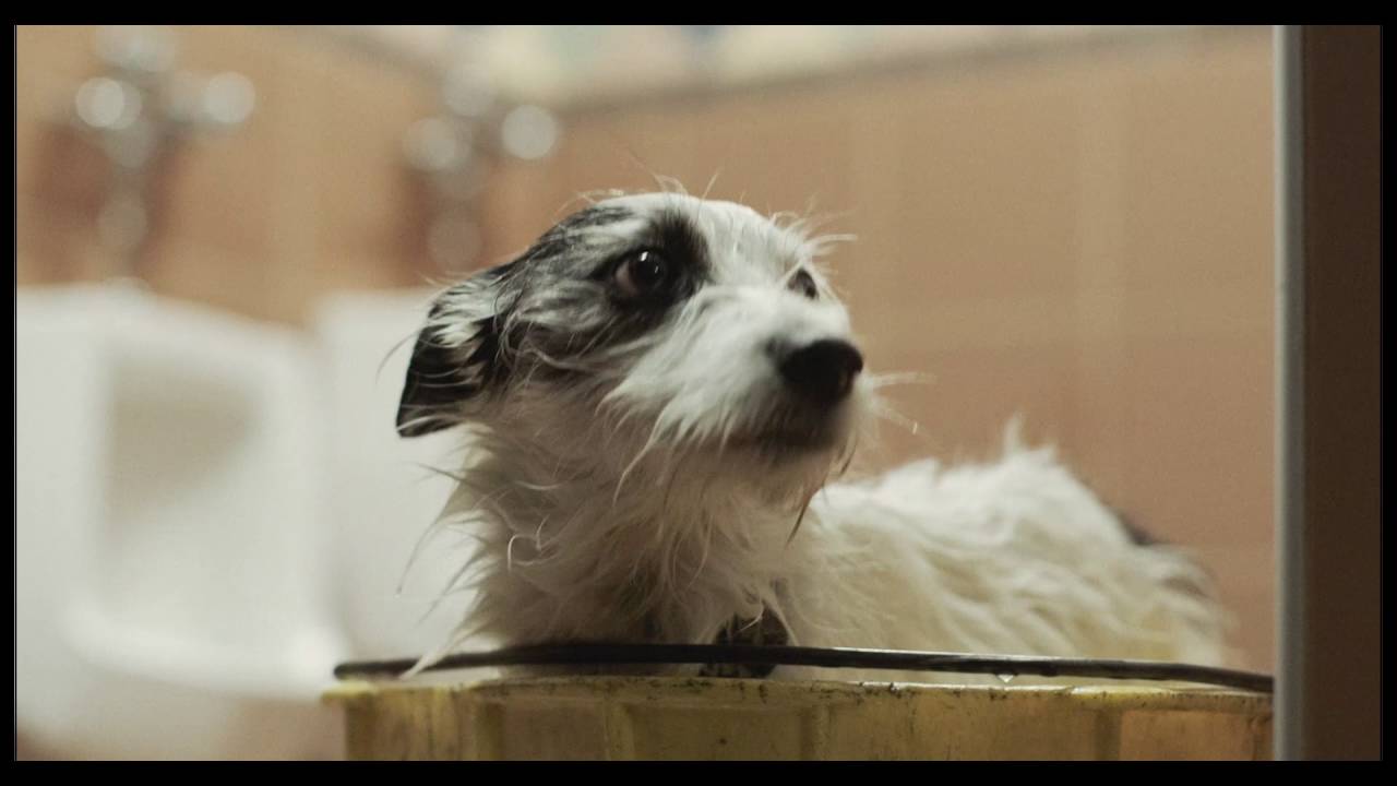 'A Stray' (2016) Official Trailer