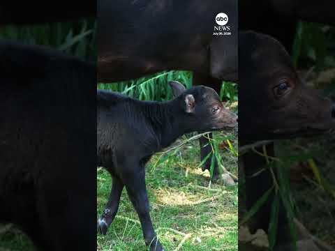 World's smallest buffalo born at UK zoo