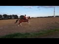 Westernreiten Ohne Sattel Luana Reitet Mit Lady 60kmh 01 10 16