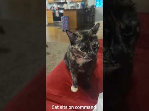 cat (torti tabby) with broken tail sits and touches on command.