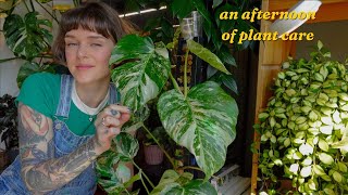 let's catch up on plant chores together 🌿✂️💧 monstera albo setup upgrade & back in love with philos!