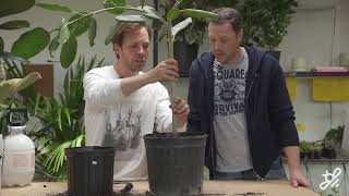 How to repot a large houseplant: Ficus audrey