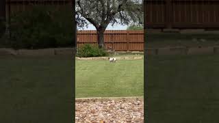 Video preview image #1 Dachshund Puppy For Sale in San Antonio, TX, USA