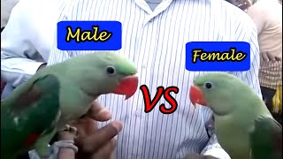 RAW ALEXANDRIAN PARROT GENDER DIFFERENCE | ONLY ON PBI OFFICIAL_(URDU/HINDI)