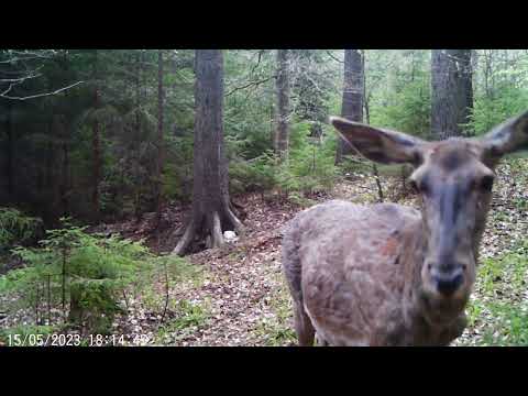 Ciuta cu vitel/Hinds with cubs