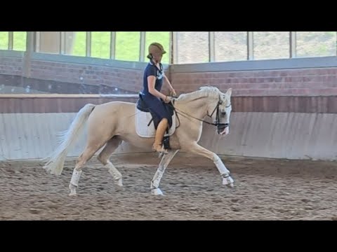 *sold* 4jährige Stute v. Ben Benicio x Beryllium