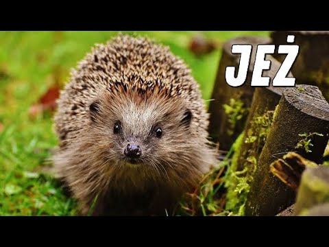 TOP 20 CIEKAWOSTKI - JEŻ 🦔