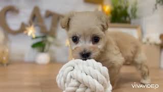 ハーフ犬の動画01