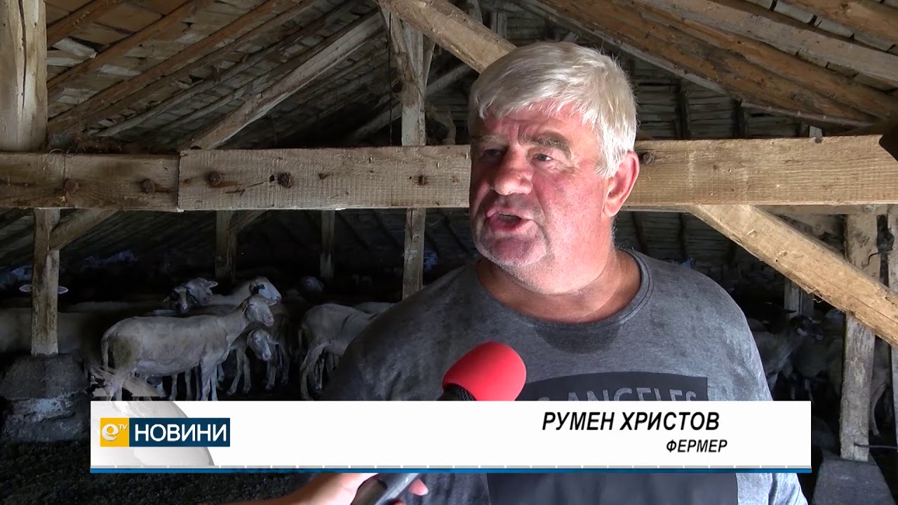 Хасковските стопани притеснени заради чумата по овце и кози.Въвеждат мерки за сигурност във фермите