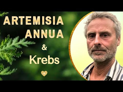 🌿 Markus Gürtler (🌱Kasimir & Lieselotte🌱): ARTEMISIA ANNUA – das sagenumwobene Kraut!