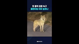 또 종적 감춘 늑구..골든타임 이미 놓쳤나 #shorts