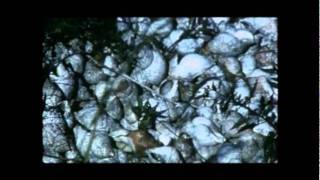 Stars Of The Lid - Virginia