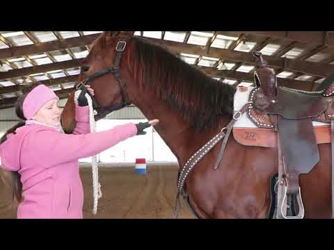 How a barrel horses build can make a difference on how they work the barrels