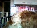 Coppers Cute Clip Ccc