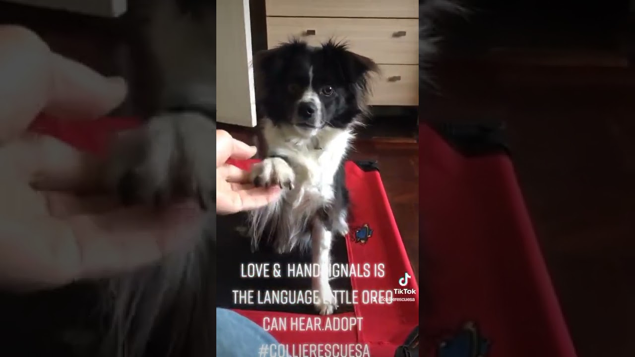 little deaf oreo is looking for his home.Adopt @collierescuesa