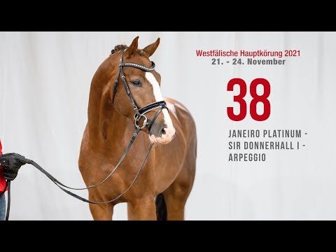 Westfälische Hauptkörung Reitpferdehengste:Kat-Nr.38 Janeiro Platinum -  Sir Donnerhall I - Arpeggio