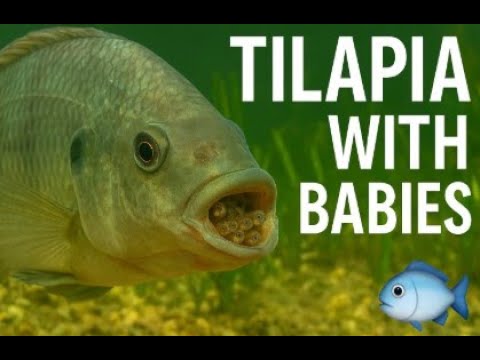 Tilapia Mouthbrooding 🐟 Female Holding Babies in Mouth