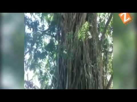 Amazing video, see how a man climb tree like a monkey.
