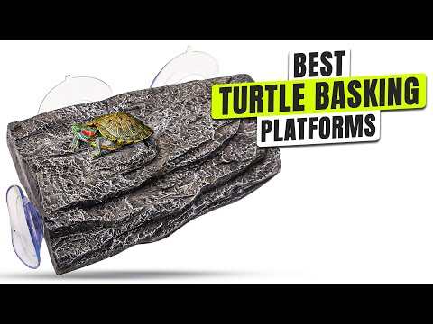 3 BEST Turtle Basking Platforms and Docks