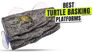 3 BEST Turtle Basking Platforms and Docks