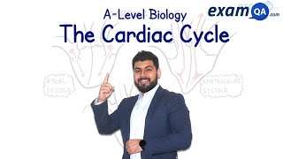 The Cardiac Cycle | A-Level Biology