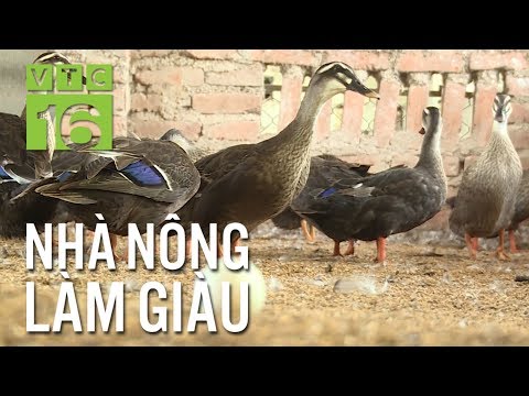 , title : 'Bí quyết nuôi vịt trời lãi 5 tỷ/năm | VTC16'