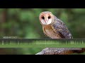 Australian Masked Owl Sounds And Calls