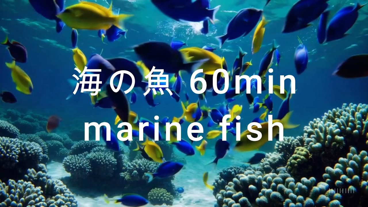 海の中の時間 - 魚がただ漂う映像 Underwater Serenity - Fish Floating Peacefully