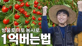 농부만 알고 있는 방울토마토 농사 수익 계산법