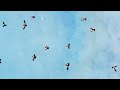 Elton John - Birds