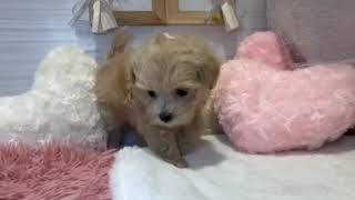 ハーフ犬の動画01