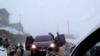 preview picture of video 'Ovit kaza - car cras accident sheep girl http://www.tamkasko.com http://www.sigortahesaplama.net'