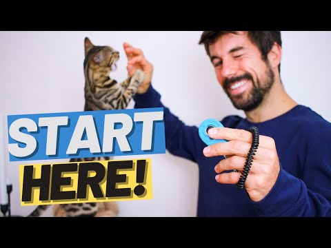 How to Clicker Train a Kitten - Start Clicker Training for Beginners