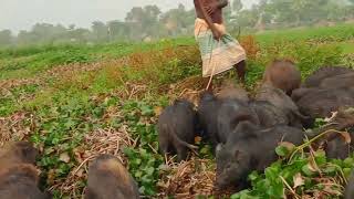 pig eating in open field wild boar animal facts  wild hogs cute animals   pigs