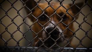 What happens when you drop off a stray at the Great Falls Animal Shelter