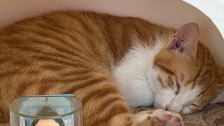 #Akira#貓直播#直播貓#貓動画#可愛い猫 