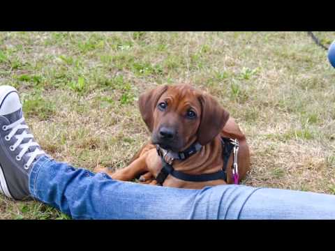 Fun-and-dogs.de -Kerstins Hundeschule bei Plattling