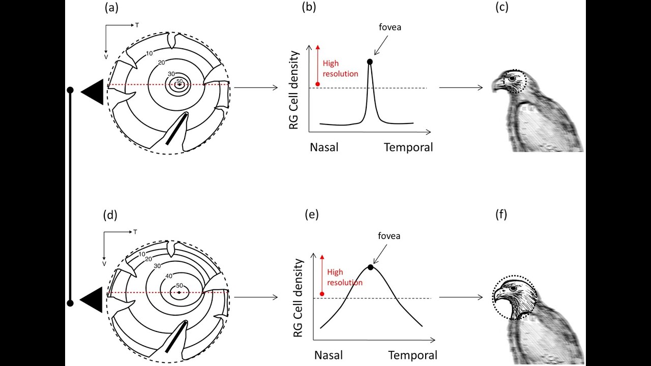 AI Learns Like Pigeons Do