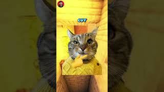 Download lagu Tahan tawa (part 103) dimarahin kucing 😭😭  #funny #memengakakkocak #meme mp3